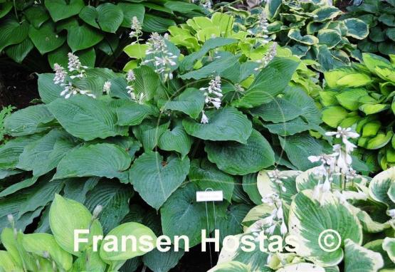 Hosta Mesa Fringe